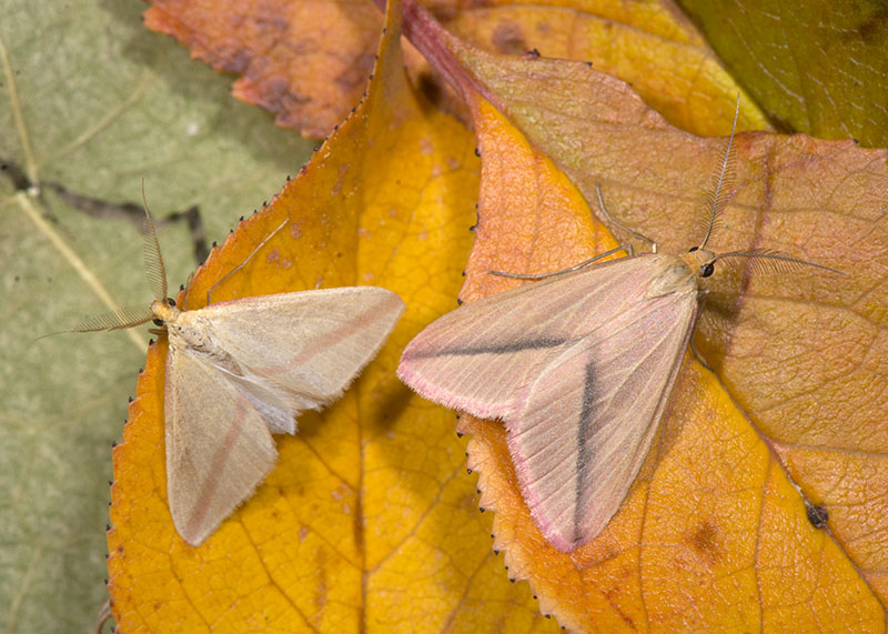 Rhodometra sacraria, confronto tra forme